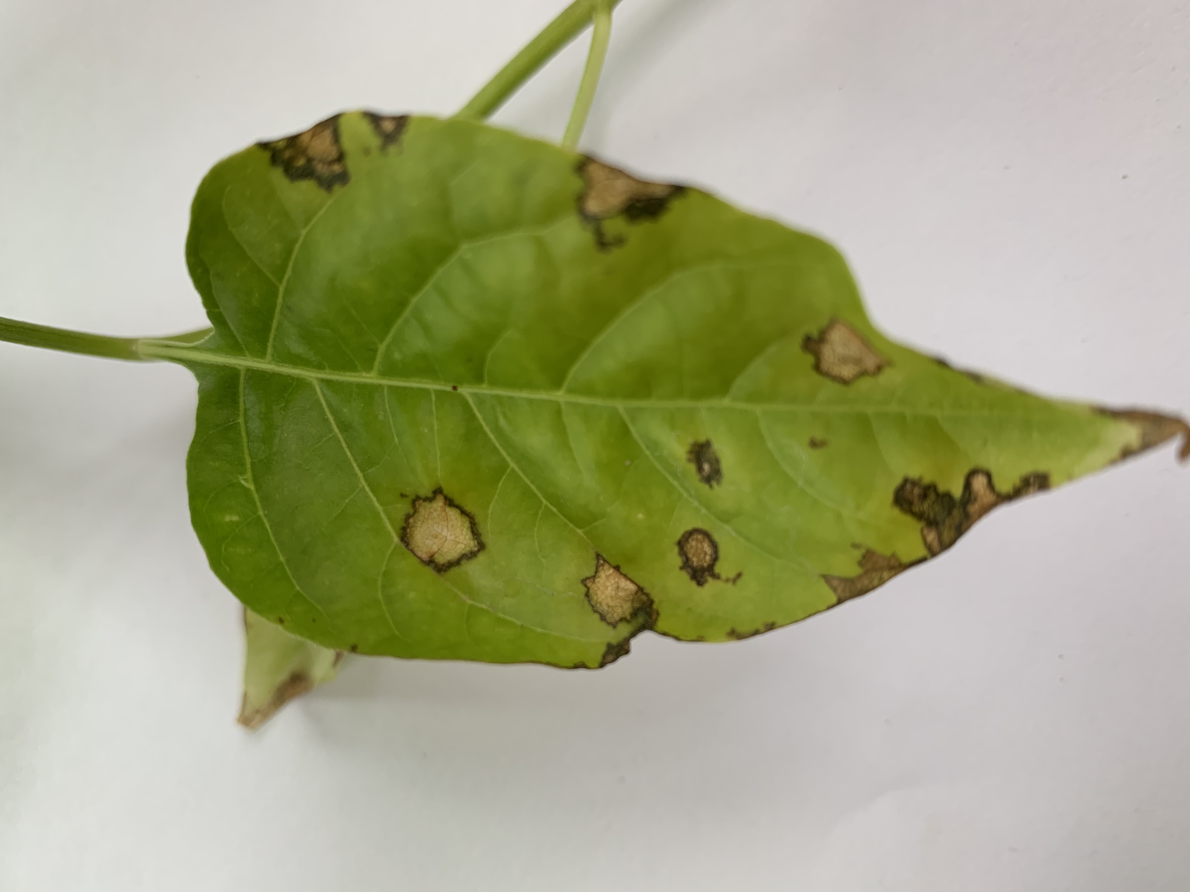 Warm, rainy weather brings vegetable plant diseases 